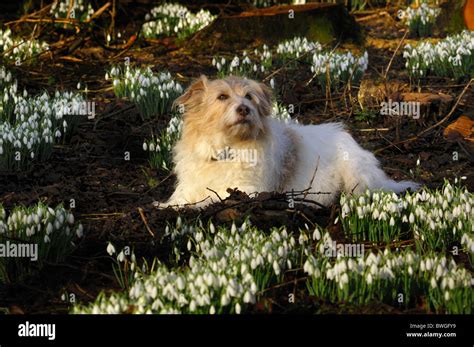 Heinz 57 dog hi-res stock photography and images - Alamy