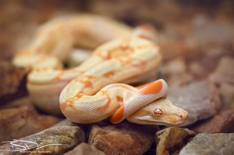 31 best images about Albino Boa Constrictor on Pinterest | UX/UI ...