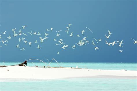 Tubbataha Reef National Marine Park - UNESCO World Heritage Site in the ...