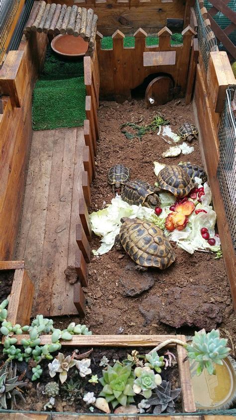 Pin by •ZIARSYA• on •PET//TORTOISE• | Turtle habitat, Tortoise habitat, Tortoise enclosure