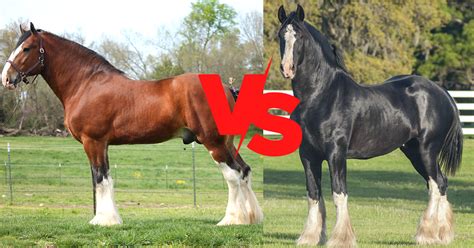 Shire vs Clydesdale - Find out which breed is More Popular (2022) – Saddles Now