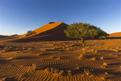 The Kalahari Desert - A-Z Animals