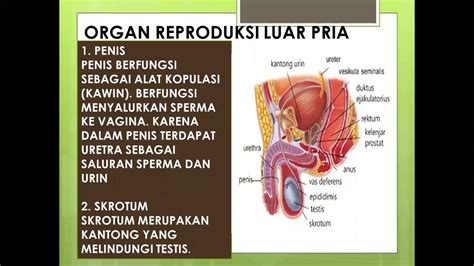 Pdf Anatomi Dan Fisiologi Sistem Reproduksi Pria Rus Dokumentips | Porn ...