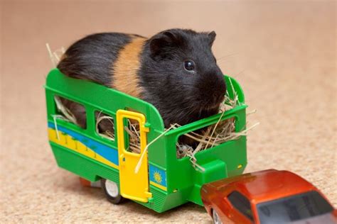 10 Coolest Guinea Pig Toys of 2022 for Your Guinea Pig, Hamster + More