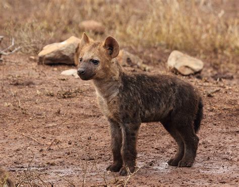 Download Baby Animal Cub Animal Spotted Hyena HD Wallpaper