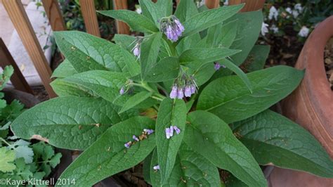 My Experience Growing True Comfrey - Late Bloomer Show : Late Bloomer Show