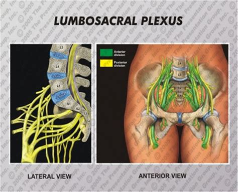 MR Lumbar Sacral Plexus WWO Neuro Protocol | OHSU