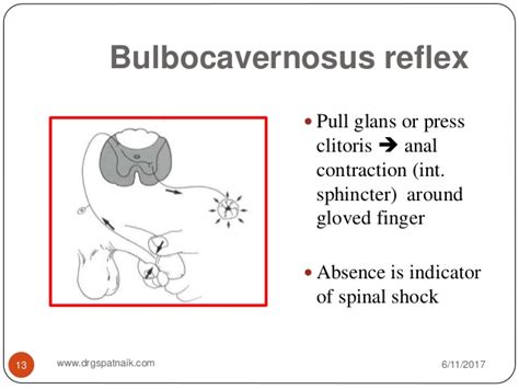 Bulbocavernosus Reflex