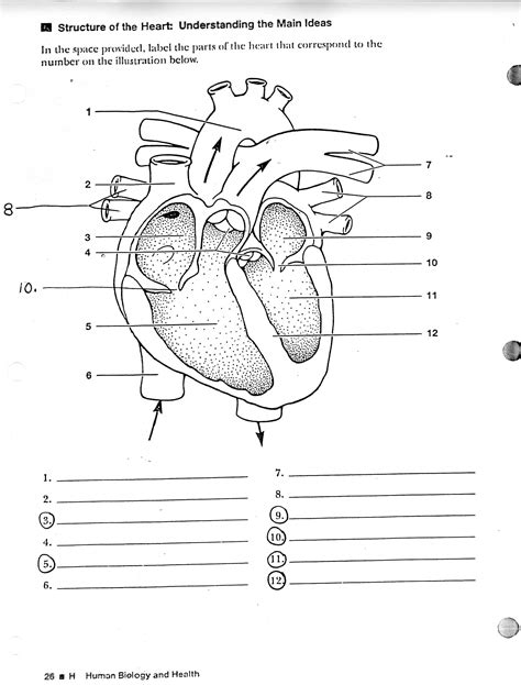 Label The Heart Worksheet