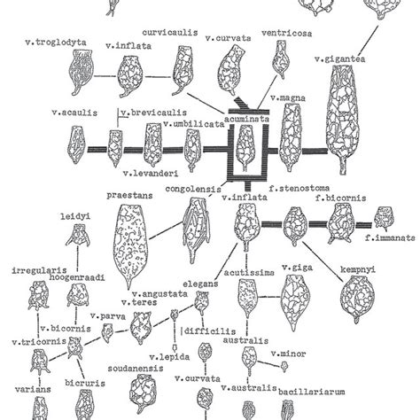 Different specimens of Difflugia bicornis from E. Penard's slides.... | Download Scientific Diagram