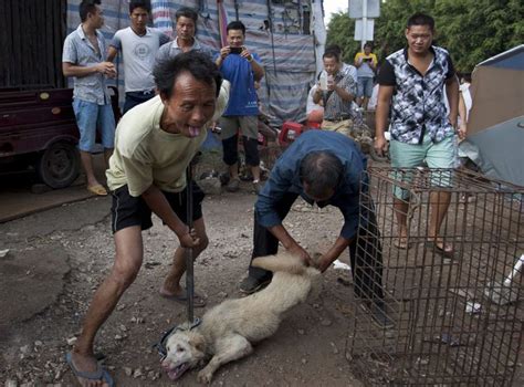 Yulin Dog Meat Festival 2016: What is it? When and where does it happen? How did it start? | The ...