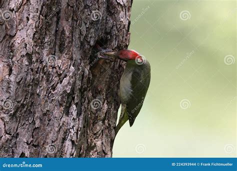 European Green Woodpecker at the Nest Hole Germany Stock Photo - Image of park, fauna: 224393944