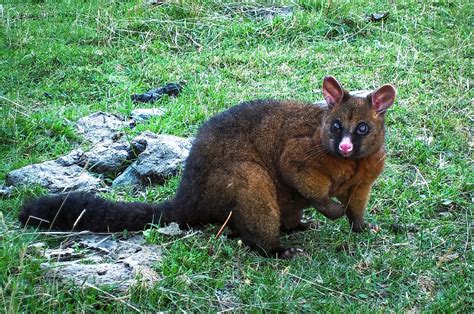 8 Animals Europeans Introduced To New Zealand - WorldAtlas