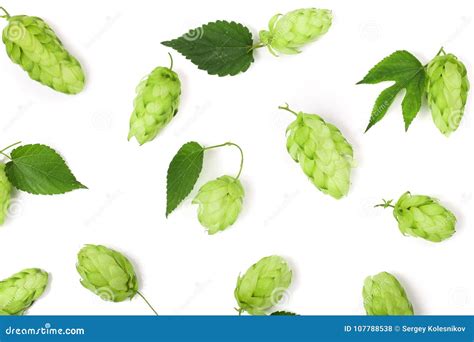 Hop Cones with Leaf Isolated on White Background Close-up. Top View ...