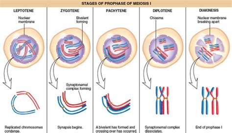 Meiosis 1 Prophase Stages