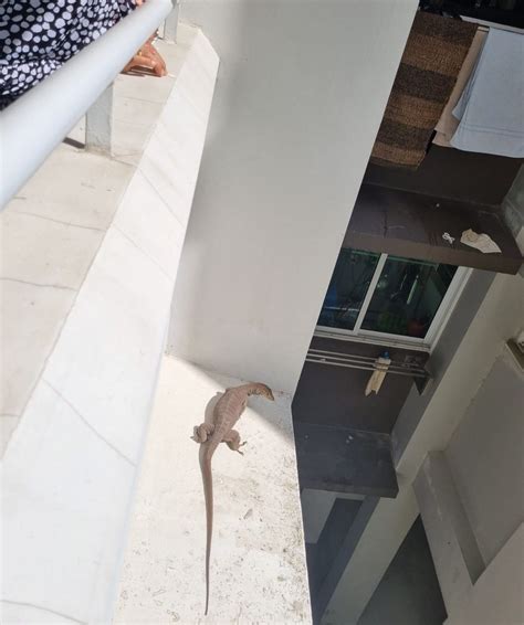 Monitor Lizard Seen On Ledge Of Punggol HDB Block, Jumps Safely To Landing