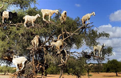 Morrocan goats gather on an Argan tree | Daily Mail Online