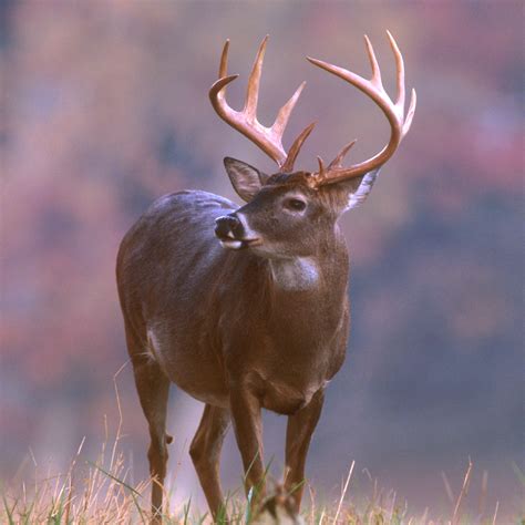 Deer | Wildlife Info-Facts and Photos | The Wildlife