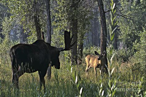 Moose Vs Deer Photograph by Rodney Cammauf