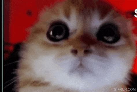 Angry Cat Gif Angry Cat Discover Share Gifs - vrogue.co