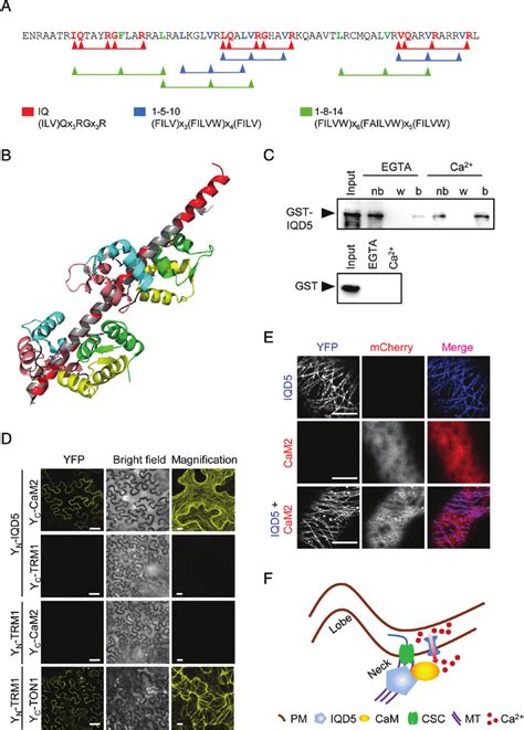 Calmodulin (CaM) binding properties of IQD5. Amino acid sequence of the ...