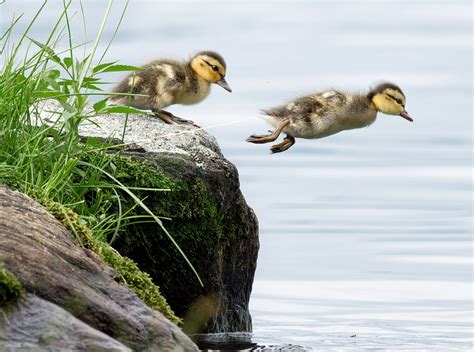 Mallard | Audubon Field Guide