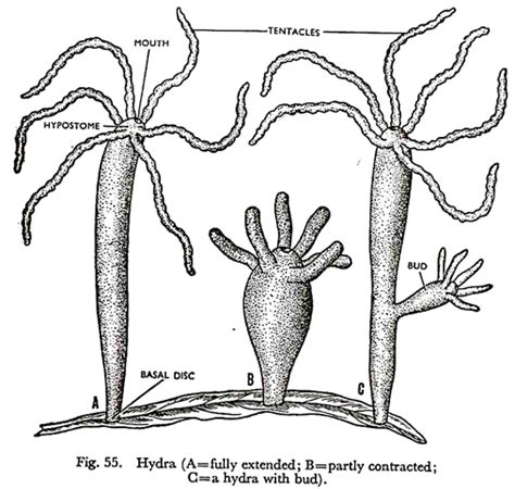 Hydra: Habitat, Locomotion and Reproduction | Zoology | Hydra, Zoology, Habitats