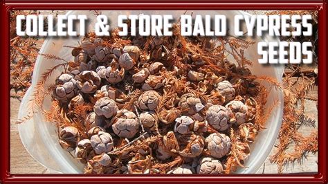 How to Collect and Store Bald Cypress Seeds - YouTube