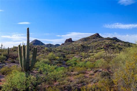 Saguaro Cactus, Sonoran Desert Panorama Stock Image - Image of western ...