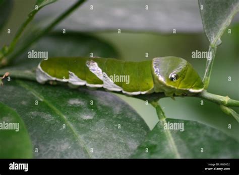 a green caterpillar with eye spots on the hind quarters Stock Photo - Alamy