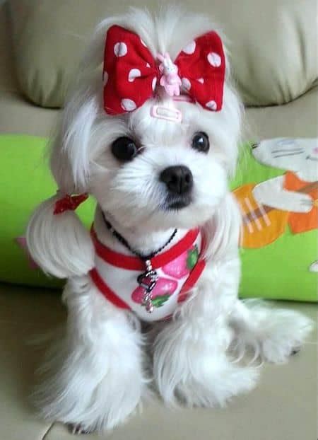 15 Maltese Haircuts & Hairstyles: White, Fluffy, and Looking Fabulous!