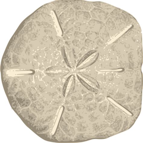 Sand Dollar Clip Art Transparent