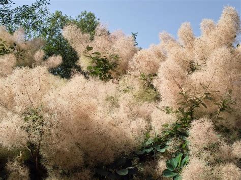 Pruning Smoke Trees: How To Trim A Smoke Tree