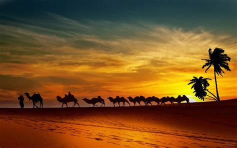 Camel Desert Sunset Wallpaper