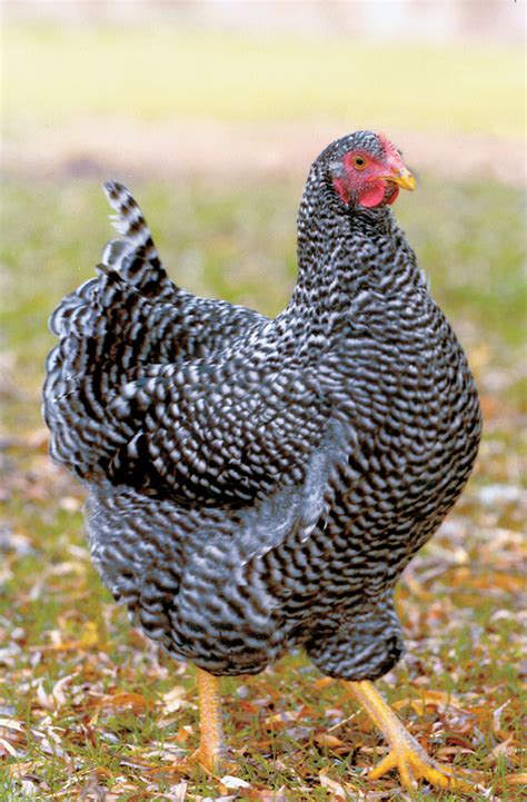 Small Farm Sustainable Living: Chicken Breeds Common in Australia