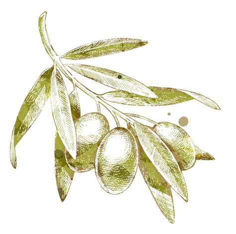 Olive branch Drawing - Yellow olives png download - 780*772 - Free Transparent Olive png ...