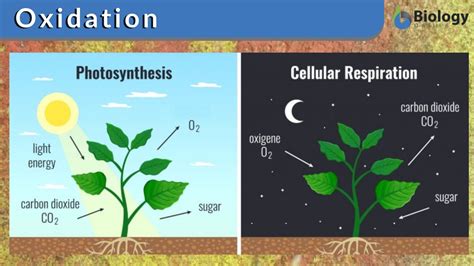 Oxidation Definition and Examples - Biology Online Dictionary