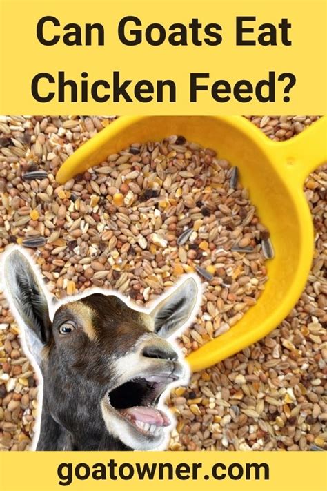 Can Goats Eat Chicken Feed? (Is It Safe?) - Goat Owner