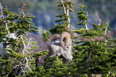 Bighorn Sheep, Glacier National Park Photograph by Yitzi Kessock - Fine Art America