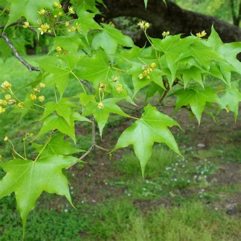 Buy Shantung Maple (Acer Truncatum) 10+ seeds online :: Seeds :: HobbySeeds Store