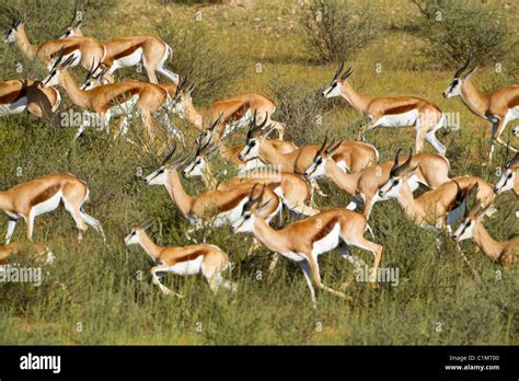 springbok herd running Stock Photo - Alamy