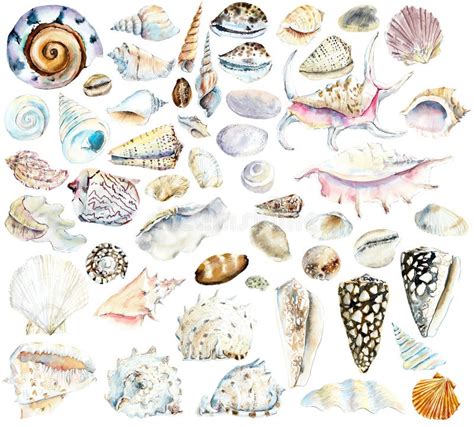 Shells. Watercolor Hand Drawn Illustration Stock Illustration ...