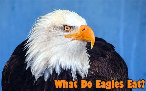 What Do Eagles Eat? | Eagles Diet By Types | What Eats Eagles?