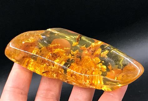 Amber, Fossil, Natural, Decor, Collectible, Specimen