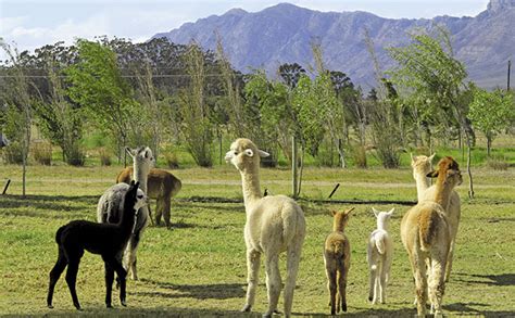 Alpaca farming in South Africa | Farmer's Weekly