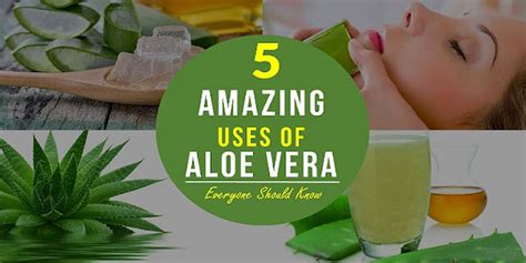 Aloe Vera Gel Benefits, Everyone Should Know 5 Amazing Uses of Aloe ...