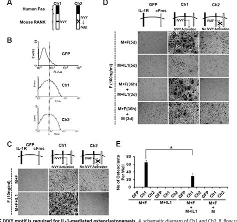 interleukin-1-mediated signaling pathway | Semantic Scholar