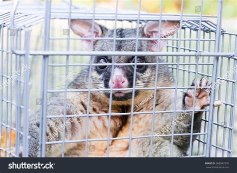 Brushtail Possum Caught Cage Trap Melbourne Stock Photo 368042570 ...