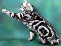 100 Best Bullseye Tiger Tabby Cat ideas | crazy cats, cats, cute cats