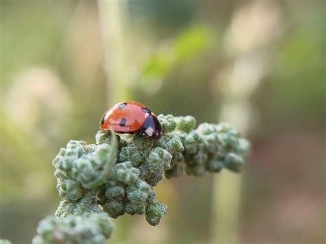 A ladybug on a plant - PixaHive